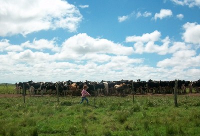 Foto campo y vacas